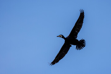 Fototapeta premium Kormoran (Phalacrocorax carbo)