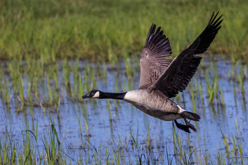 Kanadagans (Branta canadensis) © Rolf Müller