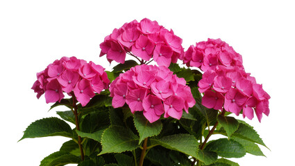 Fototapeta premium Vibrant magenta hydrangea blooms with lush green foliage, perfectly arranged and isolated on transparent background for floral design projects
