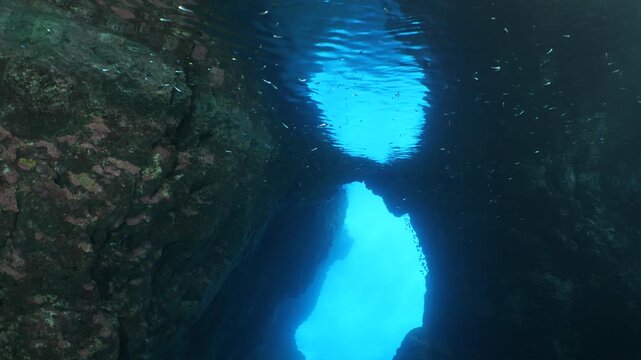 school of shiny fish in cave underwater silversides with scuba divers ocean scenery Atherina boyeri)
