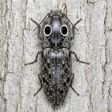 Top down macro of an eastern eyed click beetle with large false eyespots
