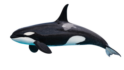 Majestic black and white Orca swimming gracefully displaying its dorsal fin and pectoral flippers, isolated on transparent background for marine designs © Anneliese