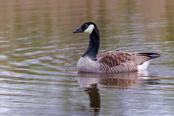 Kanadagans (Branta canadensis) © Rolf Müller