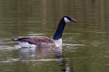 Kanadagans (Branta canadensis) © Rolf Müller