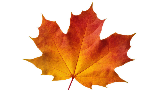 Vibrant orange and red maple leaf with intricate vein details, isolated on transparent background for autumnal design elements and seasonal themes