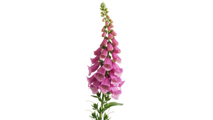 Vibrant pink foxglove stem with numerous bell-shaped blossoms gracefully curving upwards, isolated on transparent background for botanical designs © Anneliese
