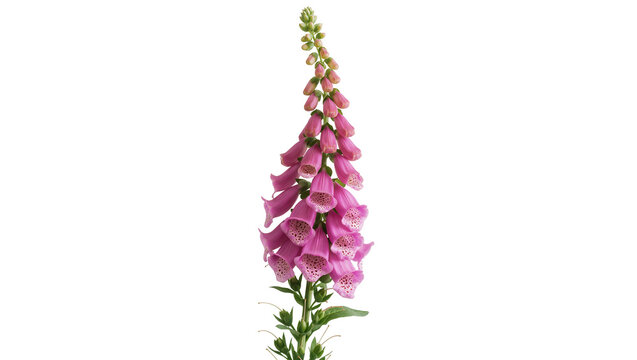 Vibrant pink foxglove stem with numerous bell-shaped blossoms gracefully curving upwards, isolated on transparent background for botanical designs