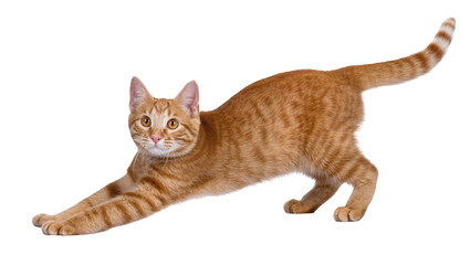 Ginger tabby cat stretching its body forward with paws extended displaying flexible posture, isolated on transparent background for pet adoption ads © Solene