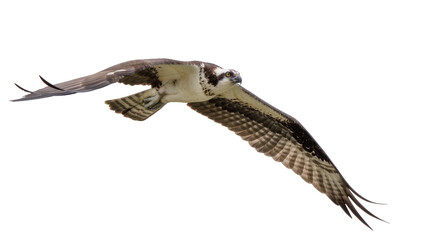 Obraz premium Powerful osprey bird in mid-flight with outstretched wings and sharp talons, isolated on transparent background for wildlife designs