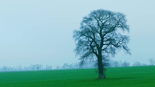 Ancient countryside oak growing in wide misty farmland landscape. Pale fog surrounding open grass fields and distant rural tree rows forming soft layered depth. Moody pastoral scenery with isolated