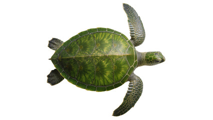 Detailed green sea turtle swimming gracefully showcasing textured shell and flippers, isolated on transparent background for marine life designs © Solene