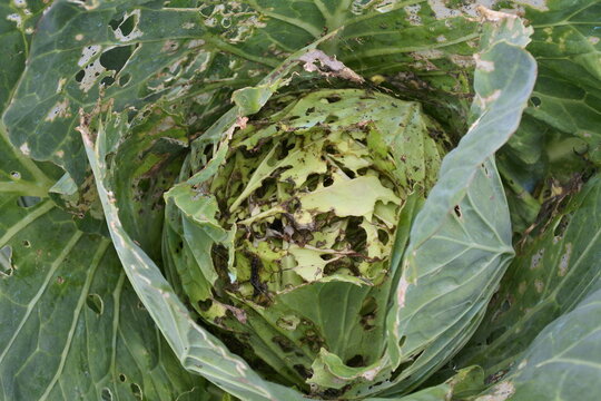 cabbage plant crop damaged by caterpillar attack
