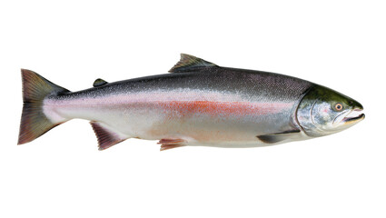 Obraz premium Vibrant silver salmon fish with pink lateral stripe and dark green dorsal fin, isolated on transparent background for seafood menus and recipes