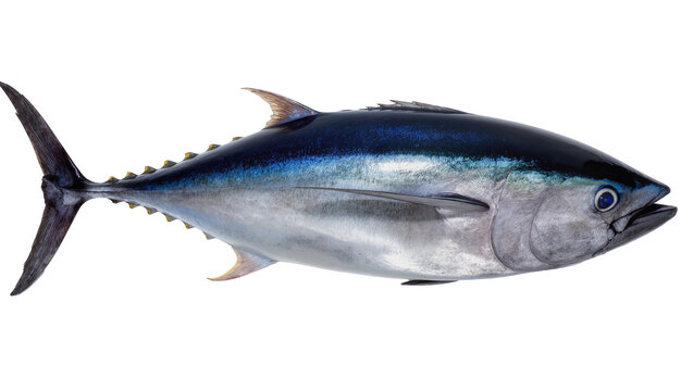 Large silvery bluefin tuna fish with dark dorsal fin and yellow tail, isolated on transparent background for seafood menus and marine life studies