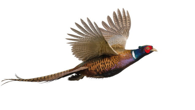 Magnificent male Common Pheasant in mid-flight displaying vibrant plumage and long tail feathers, isolated on transparent background for wildlife designs