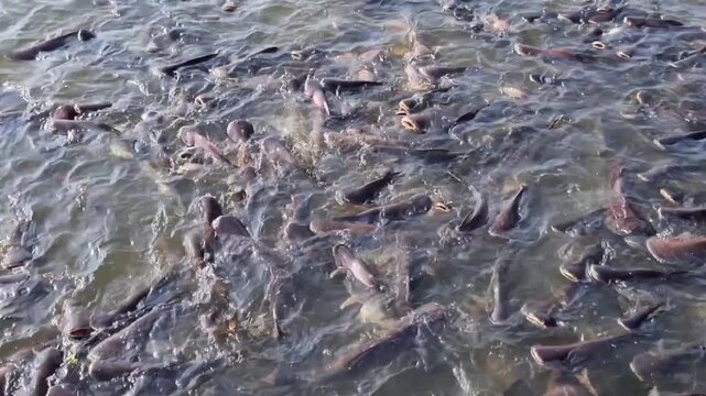 LocalThai central business. Pangasius fish are highly profitable in central Thailand. Pangasius fish are highly profitable in central Thailand. animal, work, bait, fish farm, hypophthalmus