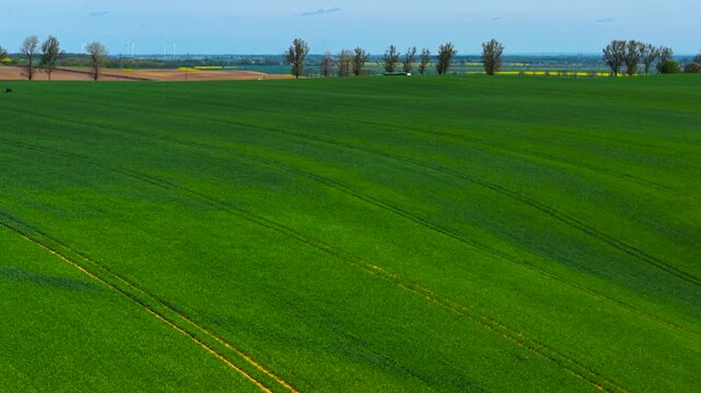 Hilly wheat field spreading across countryside with green rows curving along terrain. Undulating farmland rolling over rural landscape with vibrant grain tracks bending in field. Sloping agricultural