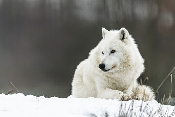 Fototapeta premium White Wolf Canis lupus resting on snow with calm winter expression