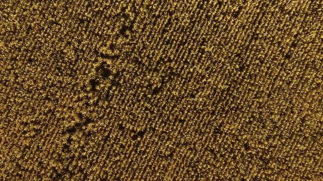 Wheat arranging in tight parallel rows. Rye forming neat golden pattern. Barley aligning densely across cultivated field. Grain growing methodically on sunlit soil