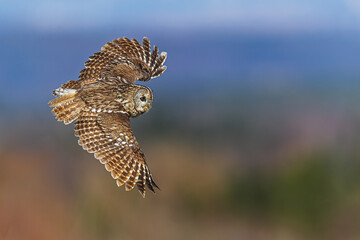 Fototapeta premium Tawny Owl Strix aluco flying against soft blue and brown background