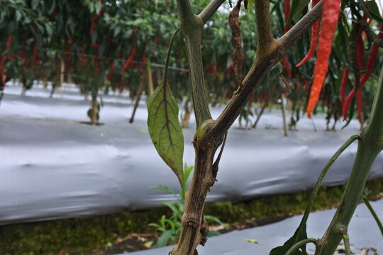 late blight phytophthora on chili stem 
