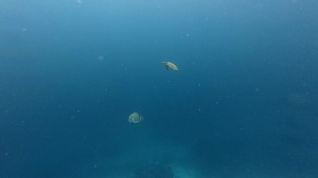 Sea turtle swimming over a beautiful coral reef in the tropical blue ocean,gracefully through crystal clear turquoise water