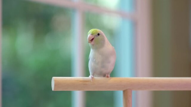Tame pastel Forpus parrotlet bird perching on wood stand and receive food from owner hand