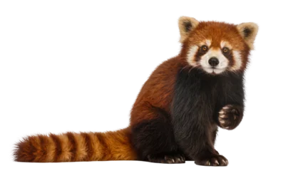 Fotobehang Panda Adorable red panda with fluffy orange fur and black markings sitting attentively with one paw raised, isolated on transparent background for wildlife designs  © Fried