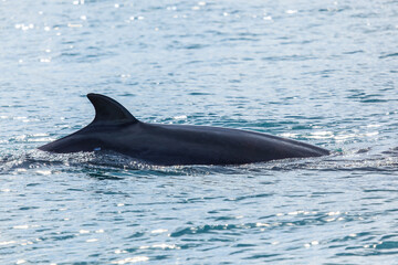 Husavik, Iceland. The dorsal fin of a minke whale.