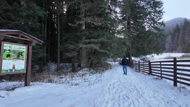 Slow Motion Man Walking Snowy Boardwalk Ancient Spruce Forest Codrii Seculari Slătioara UNESCO Romania