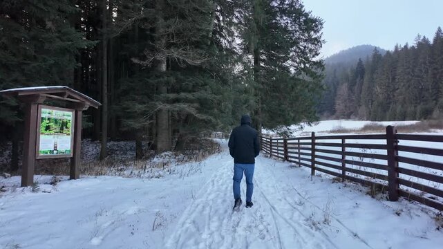 Codrii Seculari Slatioara, Slatioara ancient forest, Romania forest, slow motion walk, snowy path, wooden boardwalk, winter hiking, man walking, forest trail, conifer forest, spruce trees, ancient woo
