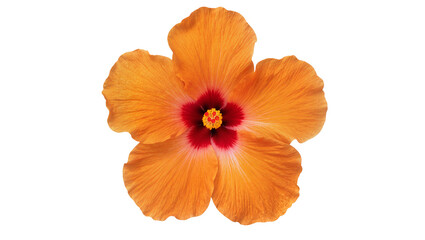 Vibrant orange hibiscus flower with a deep red center displaying delicate petals and intricate details, isolated on transparent background for floral designs © Corman