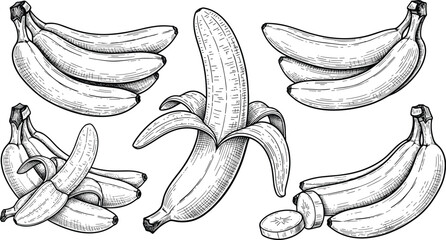 Hand drawn banana vector set. Whole, peeled and sliced bananas in vintage engraving line art style. Detailed monochrome tropical fruit illustration for food design. © SNOW EVA