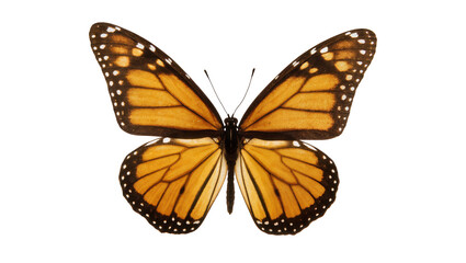 Vibrant monarch butterfly with intricate orange black and brown wing patterns, isolated on transparent background for nature designs © Corman