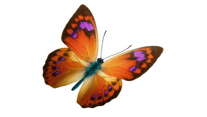 Vibrant orange butterfly with purple wing markings, gracefully positioned isolated on transparent background for delicate design elements © Fried