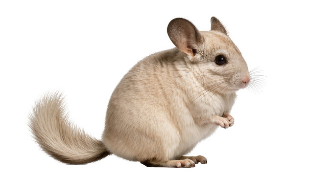 Fluffy beige chinchilla sitting attentively with a long bushy tail displaying soft fur and large ears, isolated on transparent background for animal designs