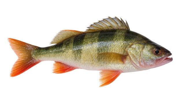 Vibrant yellow perch fish with orange fins and green speckled scales, gracefully swimming isolated on transparent background for culinary designs