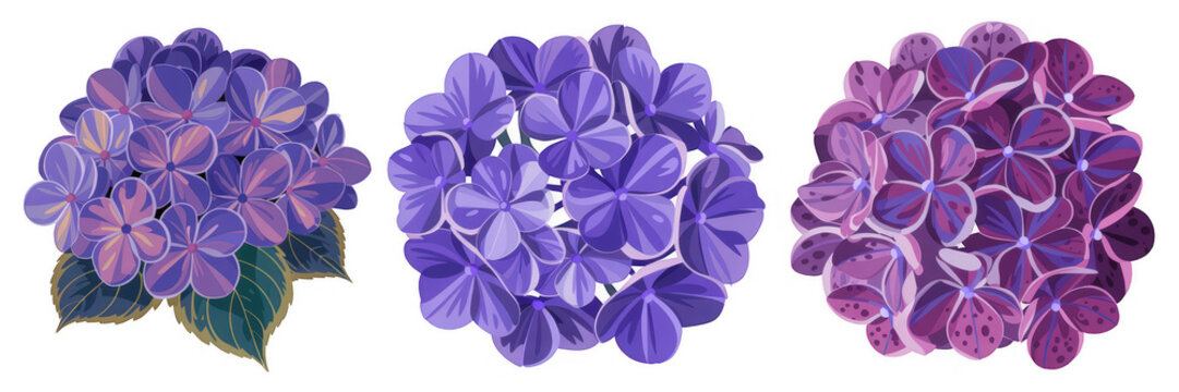 Three purple hydrangea flowers with leaves isolated on a transparent background