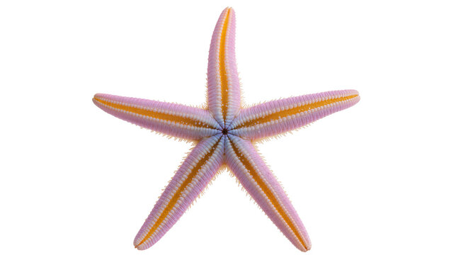 Delicate pinkish-purple starfish with orange tips displaying intricate texture and radial symmetry, isolated on transparent background for marine biology studies