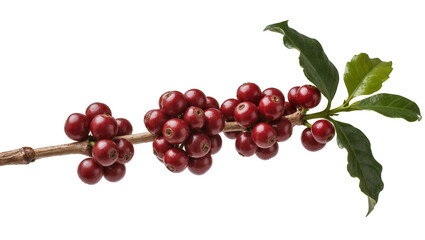 Ripe dark-red coffee cherries densely clustered along a slender woody branch showcasing vibrant green leaves, isolated on transparent background for beverage branding © Vetle