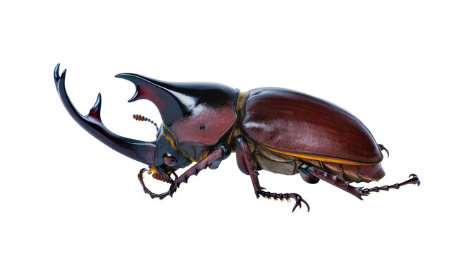 Large rhinoceros beetle with shiny dark brown carapace and impressive curved horns, isolated on transparent background for insect studies and designs