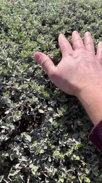 A hand gently touching and stroking green leaves of a bush in a garden