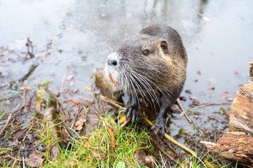 Fototapeta premium Nutria river rat, coypu herbivorous, semiaquatic rodent, Myocastoridae at water pond, wildlife animal, habitat wetlands
