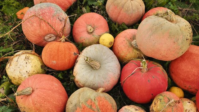 Colorful pumpkins scattered across harvested field, displaying autumn's rich variety of shapes and sizes