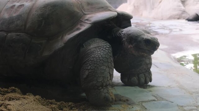 Galapagos tortoise in a indoor zoo habitat, slowly walking on sand. Captures details of the giant shell, textured skin, and calm movements of this endangered species.