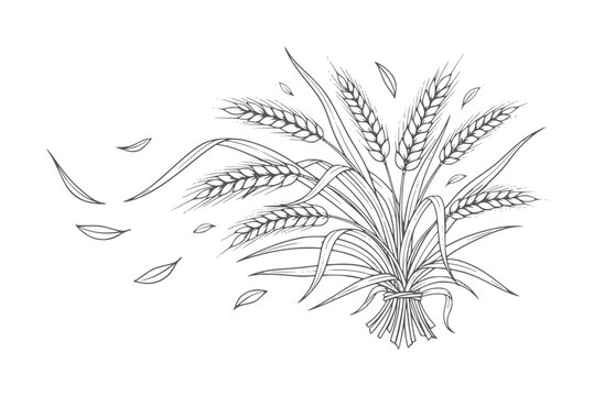 Hand drawn wheat stalks tied in a bundle with falling leaves grain harvest agriculture