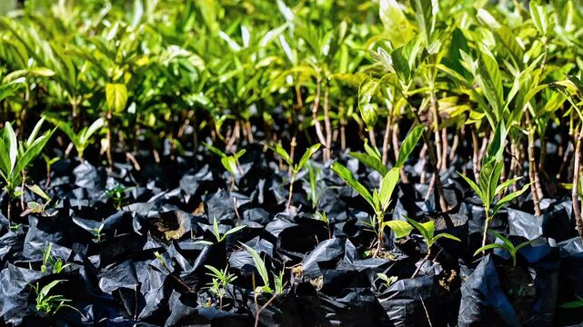 Rows of healthy noni tree seedlings growing in black polybags at a commercial plant nursery. Perfect for agricultural industry, sustainable farming, and herbal medicine cultivation content