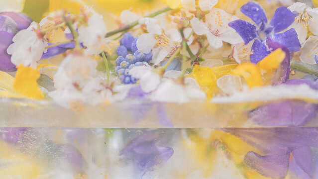 frozen floral dreamscape background with spring flowers in translucent ice
