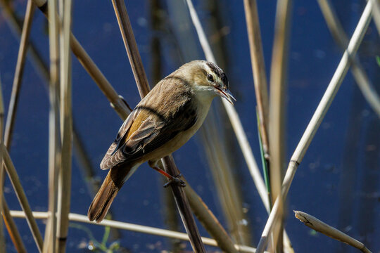 Schilfrohrs&auml;nger (Acrocephalus schoenobaenus)
