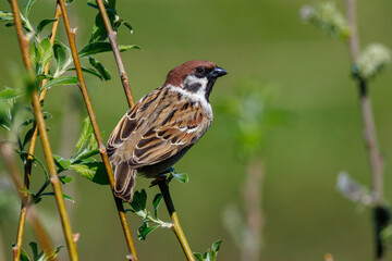 Fototapeta premium Feldsperling (Passer montanus)